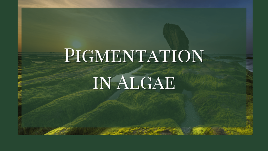 pigmentation in algae