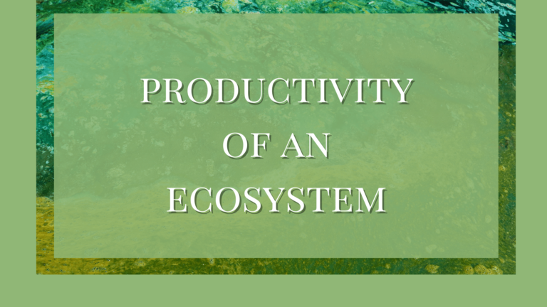 productivity of an ecosystem