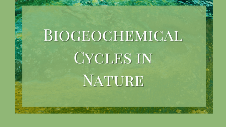 biogeochemical cycles in nature