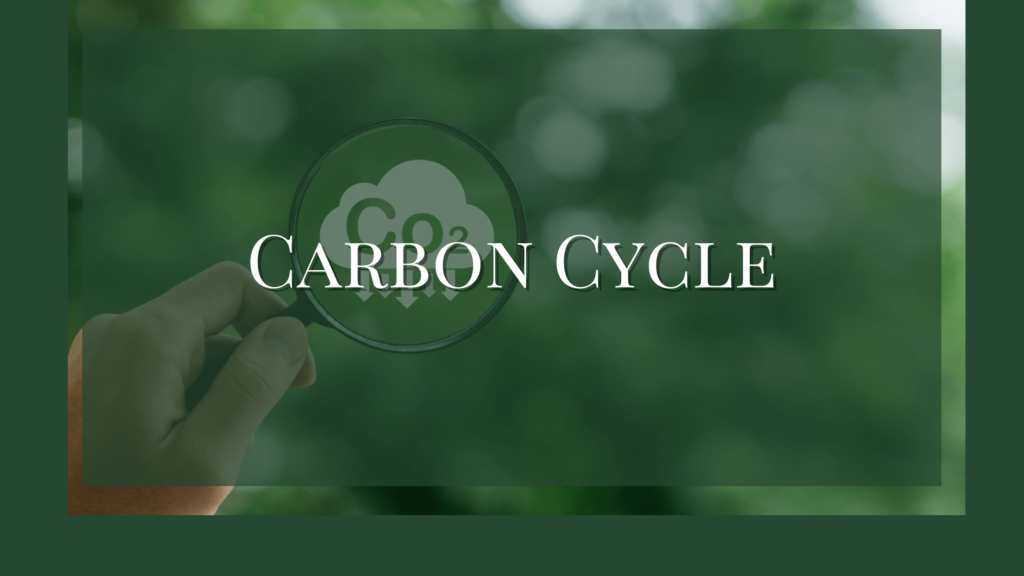 explain carbon cycle