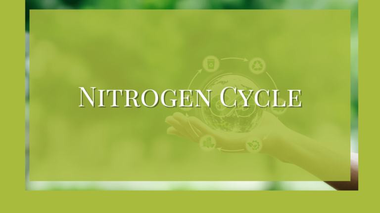 Process of Nitrogen Cycle