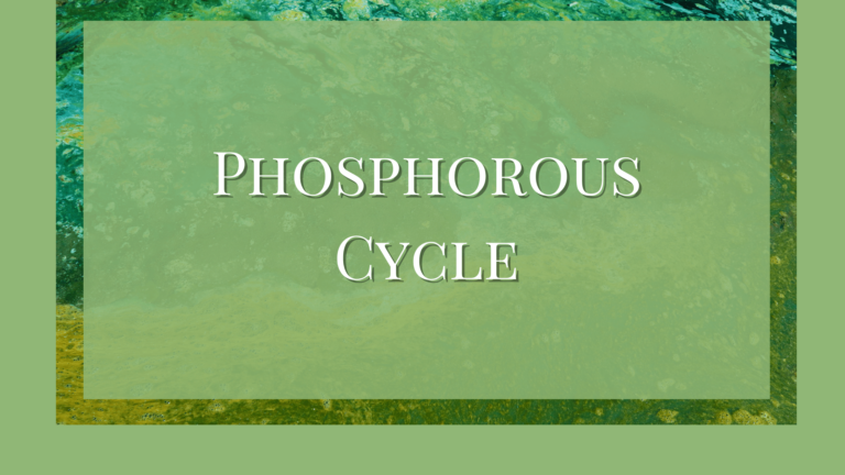 phosphorus cycle in ecosystem