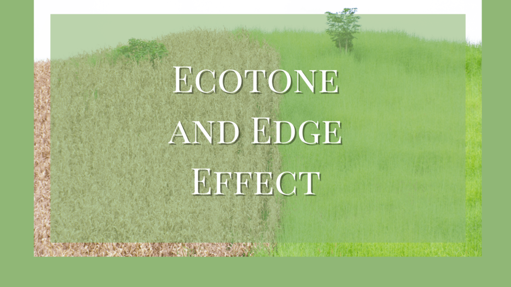 ecotone and edge effect