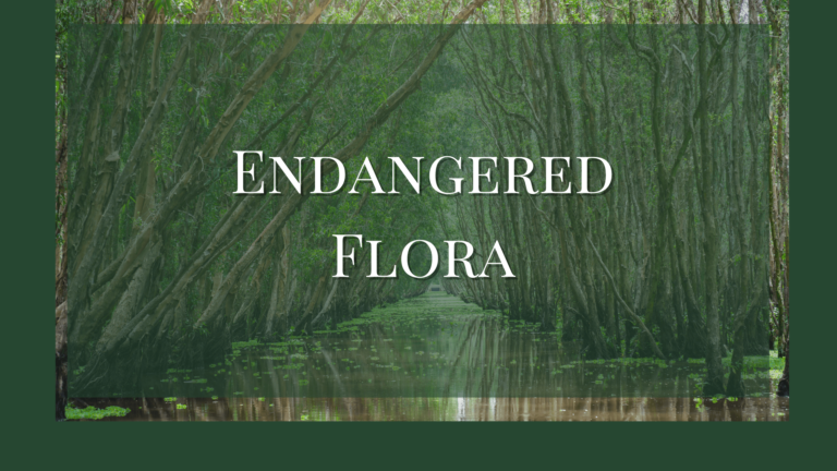 endangered flora