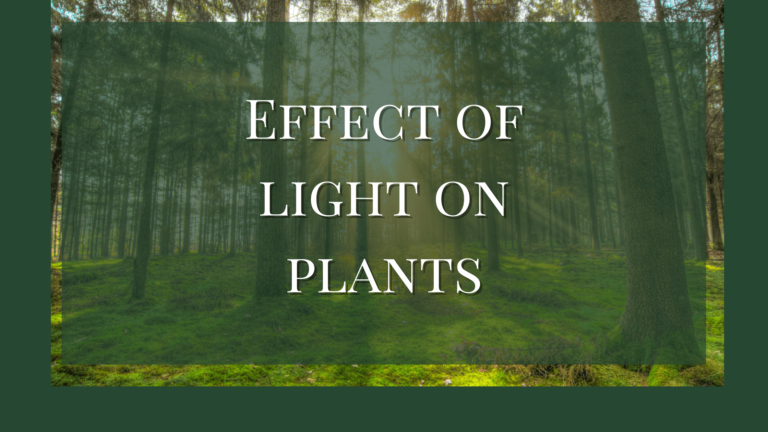 Effects of light on plants