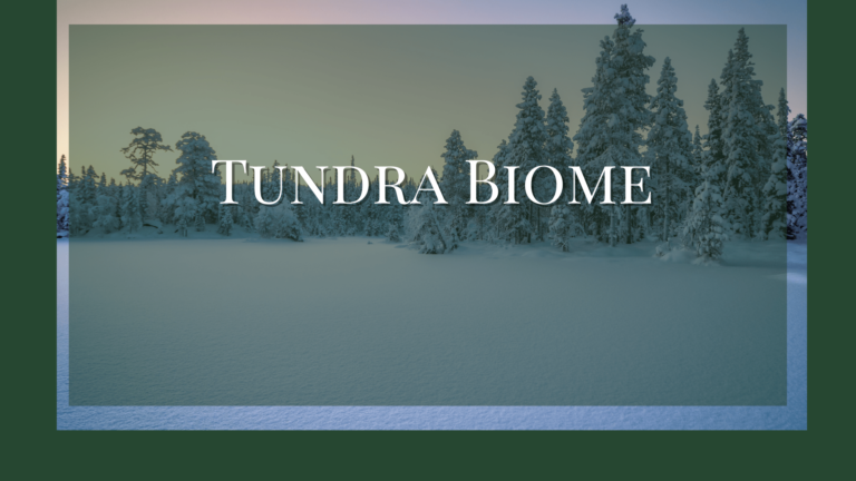 tundra biome