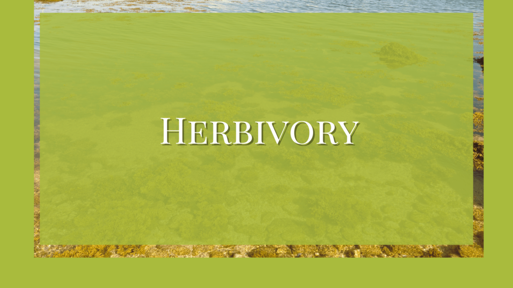 herbivory definition