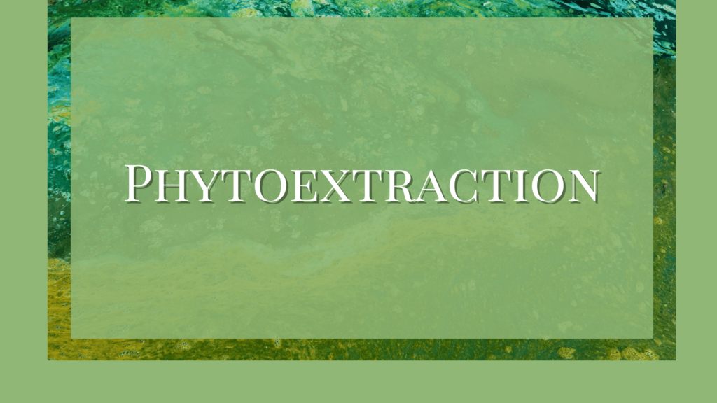 phytoextraction process