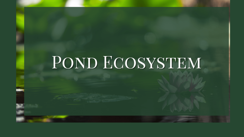 explain pond ecosystem