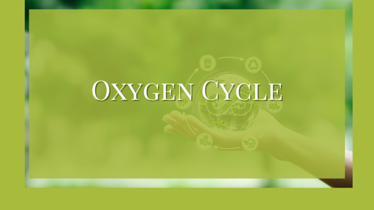 biogeochemical cycle of oxygen