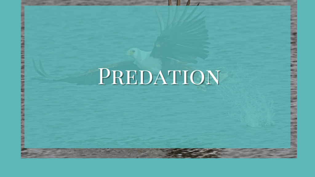 what is predation