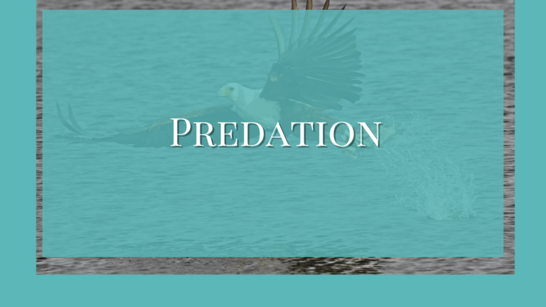 what is predation