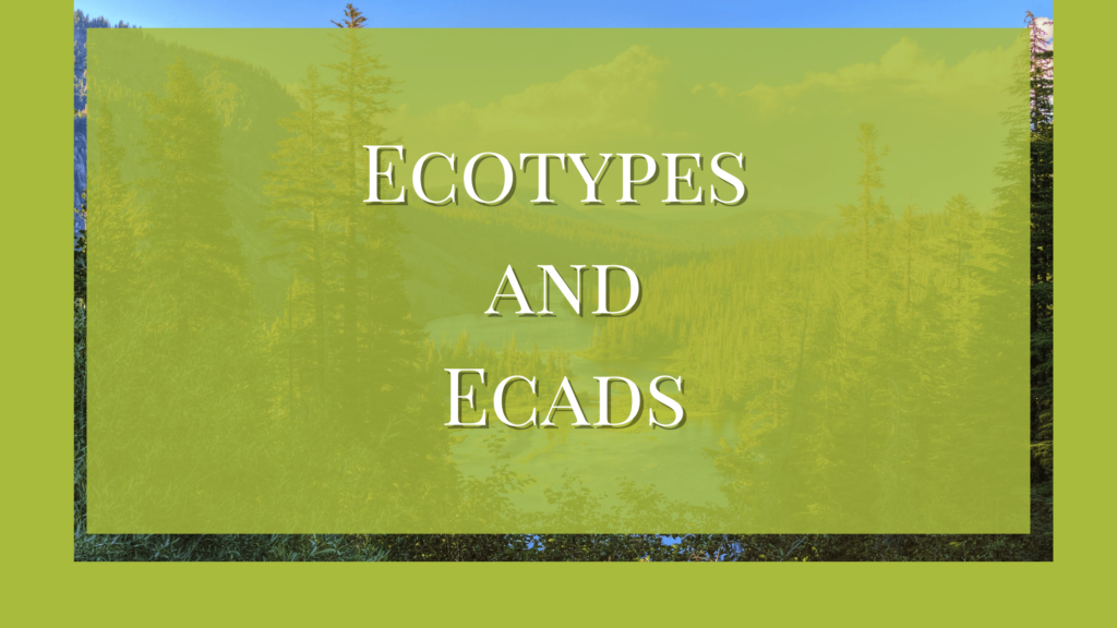 ecotypes and ecads