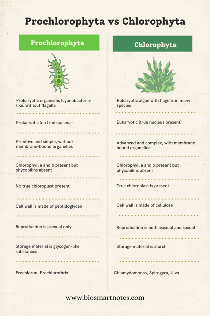 prochlorophyta vs chlorophyta