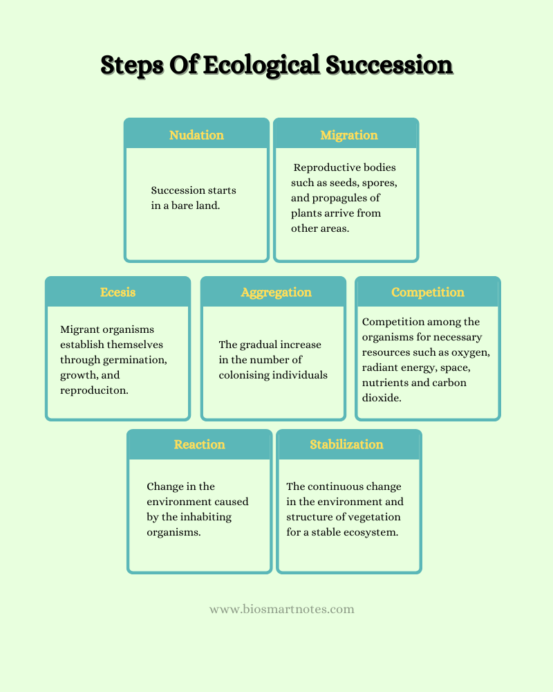 steps of ecological succession