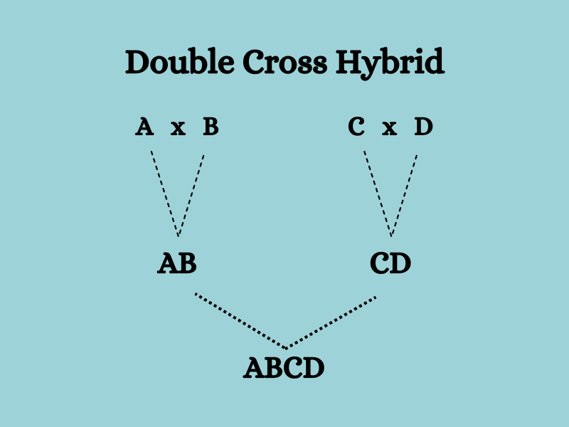 heterosis double cross hybrid in plants