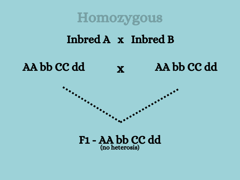 homozygous cross