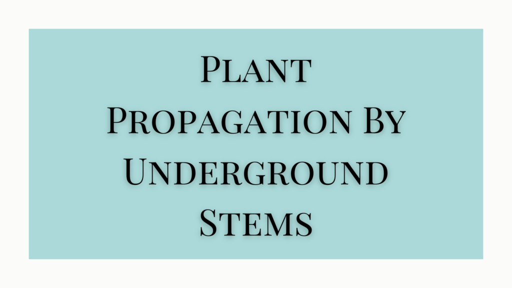 Propagation By Underground Stems