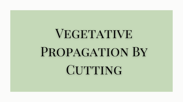 Vegetative Propagation By Cutting