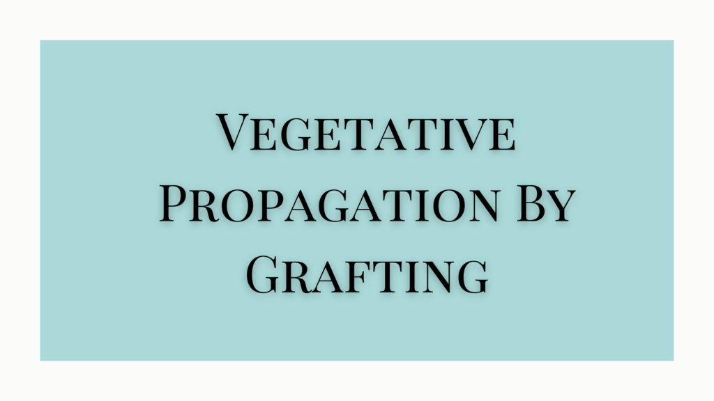 Vegetative Propagation By Grafting