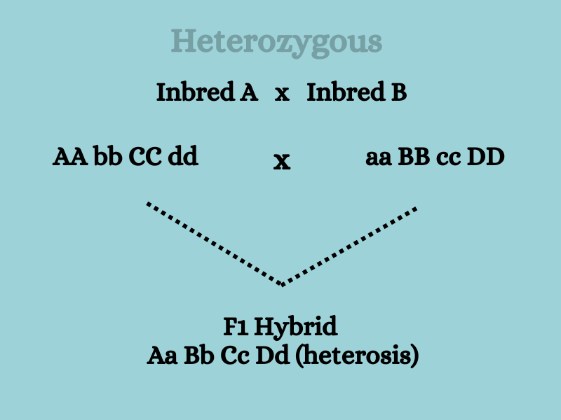 heterosis in plant breeding