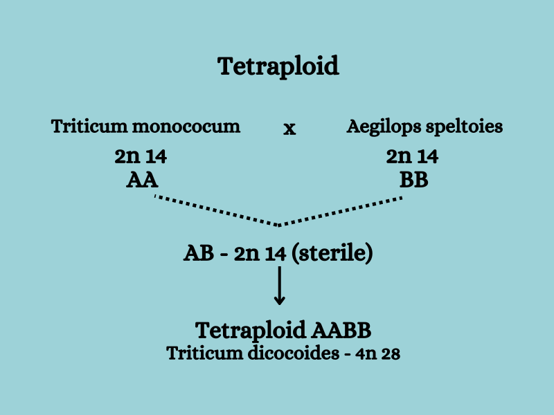 Polyploidy Breeding in Plants