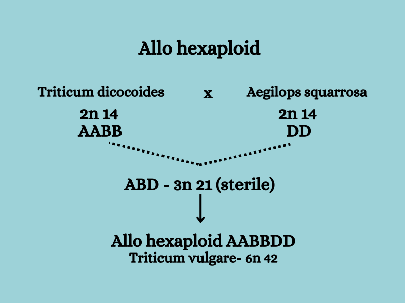 allohexaploids