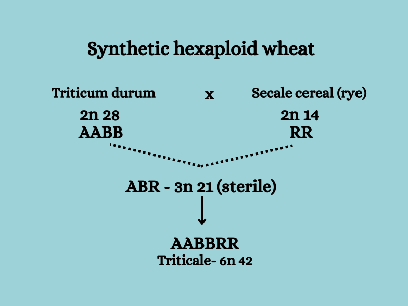 synthetic hexaploid wheat