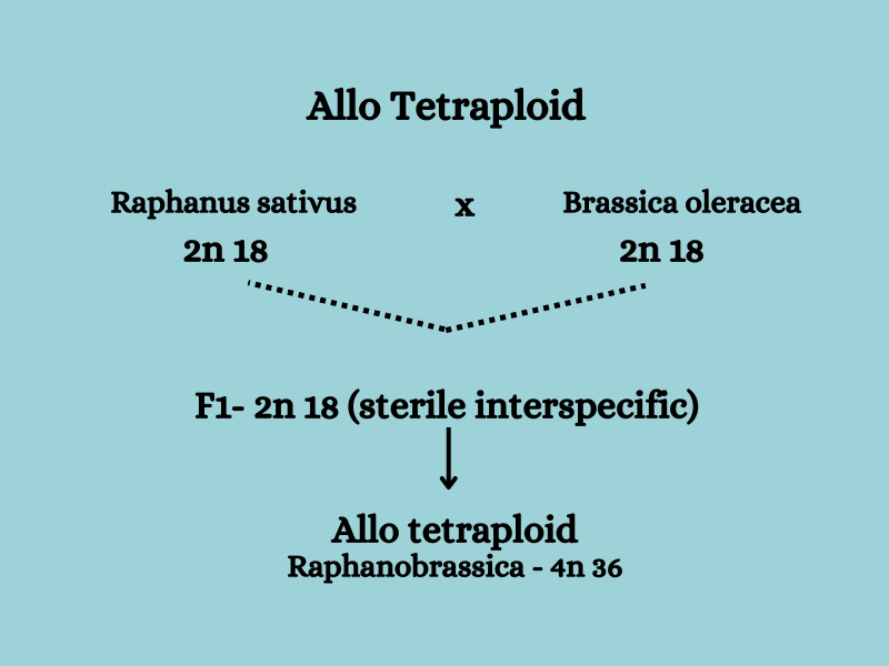 allo tetraploid Raphanobrassica