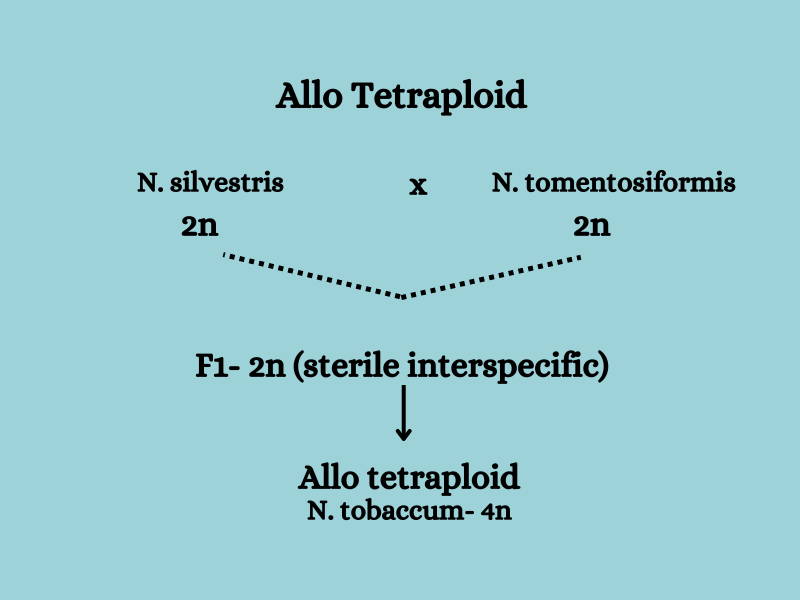 allo tetraploid Nicotiana tobaccum