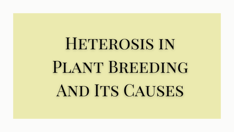 Heterosis in Plant Breeding