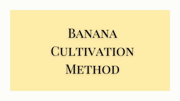 banana cultivation method