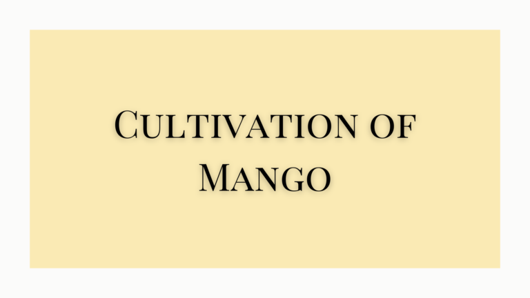 cultivation of mango