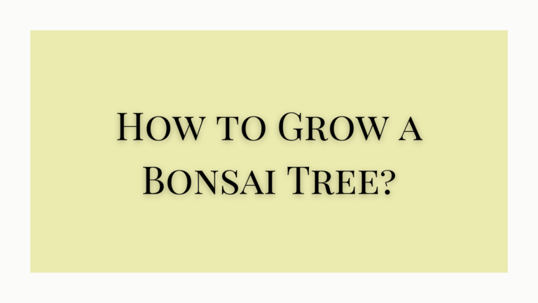 How to Grow a Bonsai Tree?