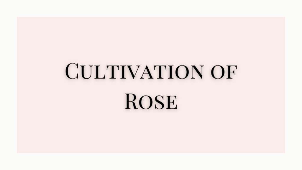 cultivation of rose