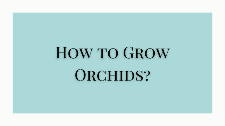 how to grow orchids