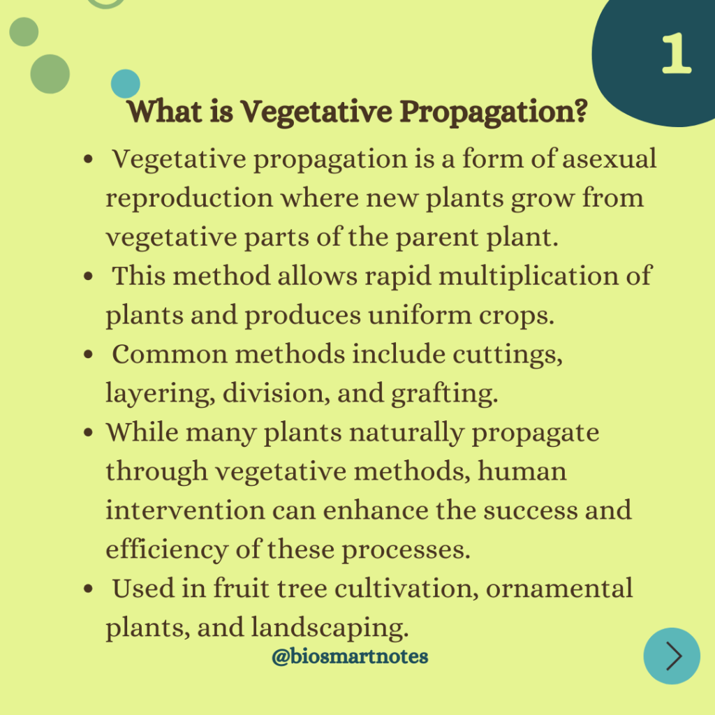 vegetative propagation in plants