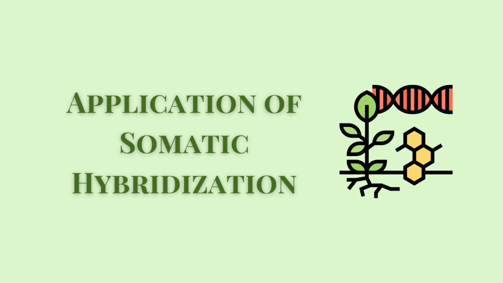 application of somatic hybridization