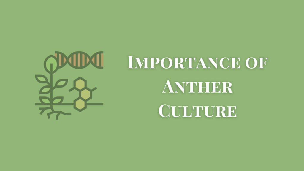 importance of anther culture