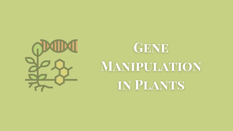 gene manipulation in plants