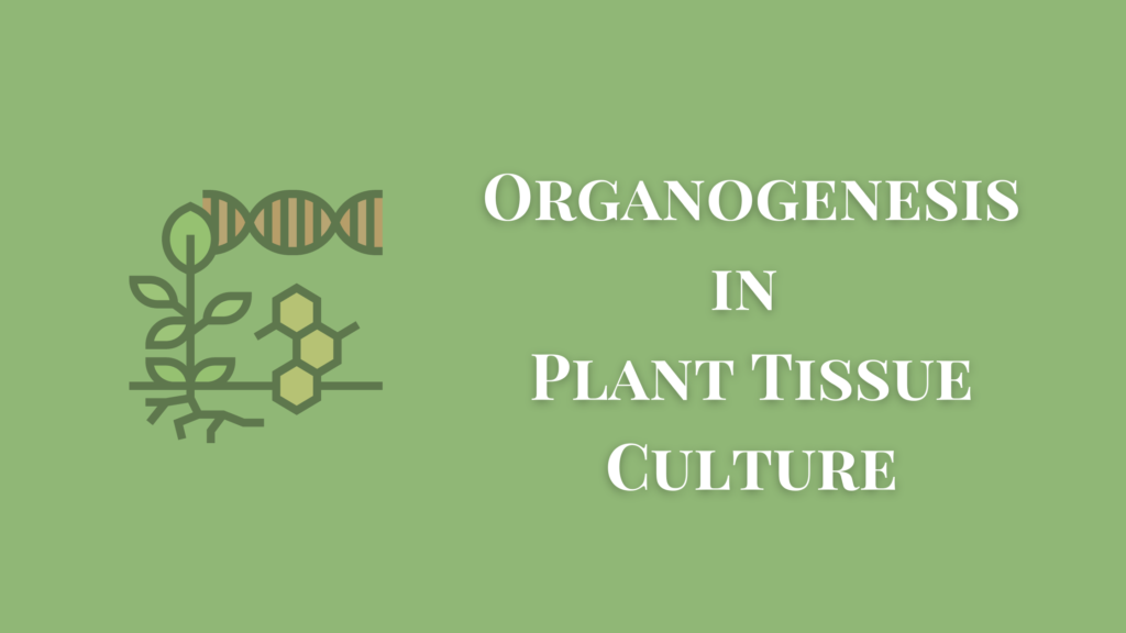 Organogenesis in plant tissue culture