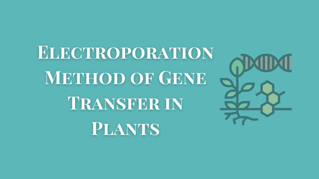 Electroporation Method Of Gene Transfer in Plants