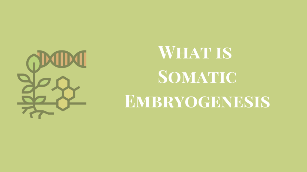 what is somatic embryogenesis