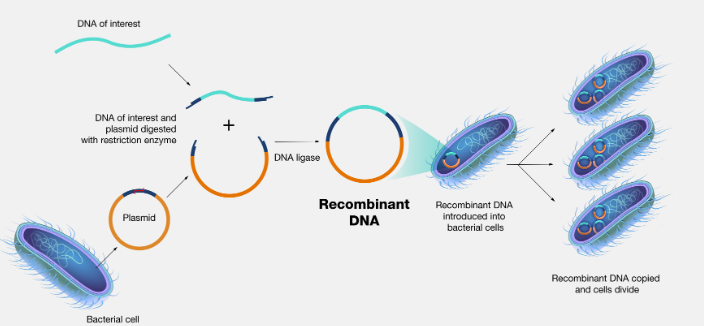 process of recombinant DNA technology