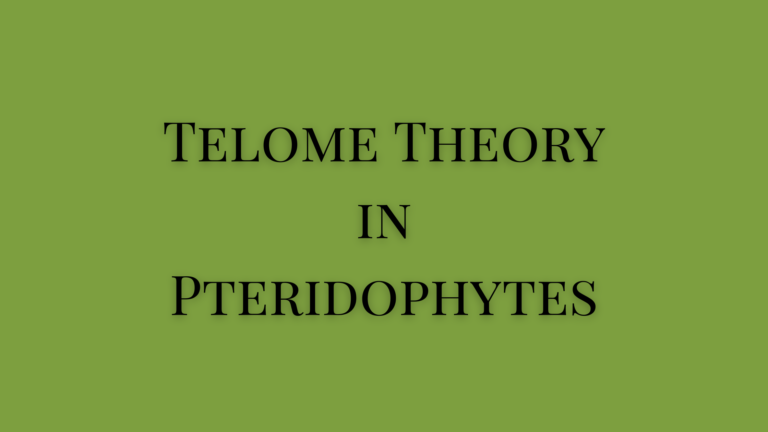 Telome Theory in Pteridophytes