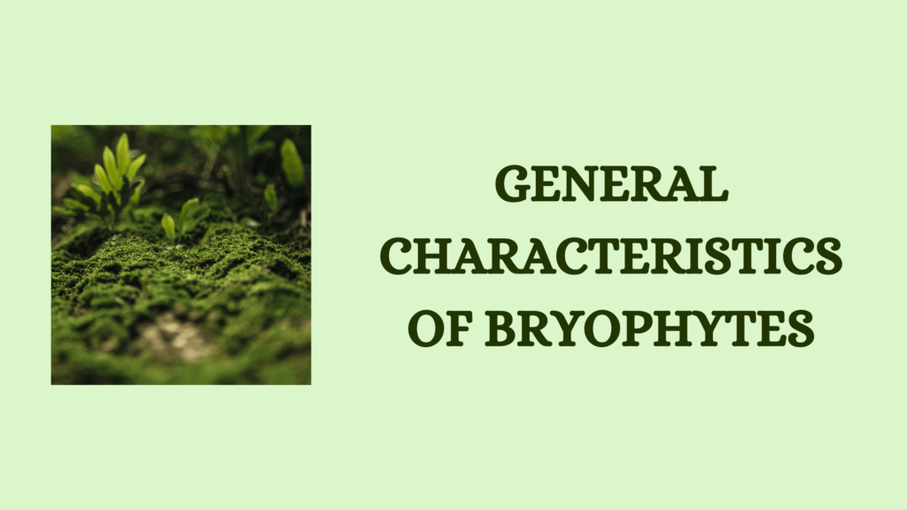 General Characteristics of Bryophytes