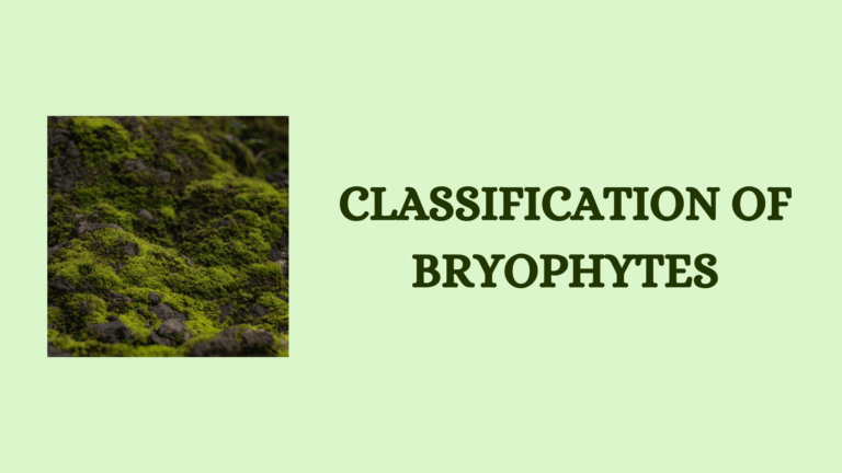 classification of bryophytes