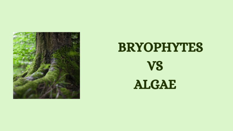 Difference Between Bryophytes And Algae