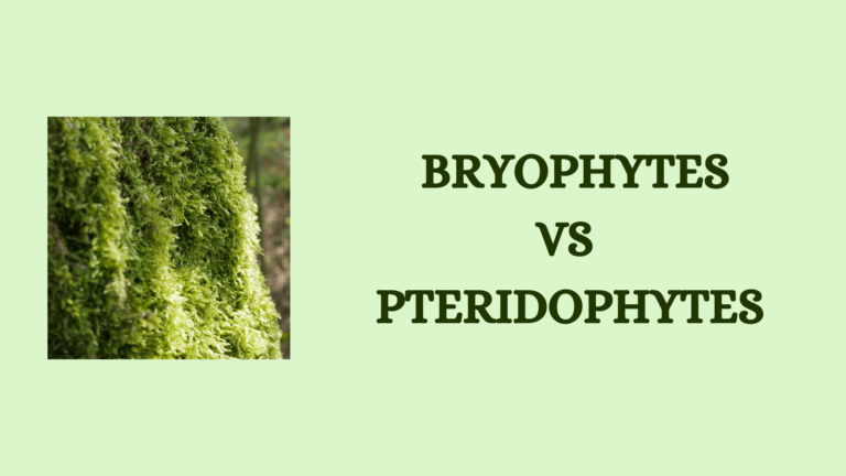 Bryophytes And Pteridophytes