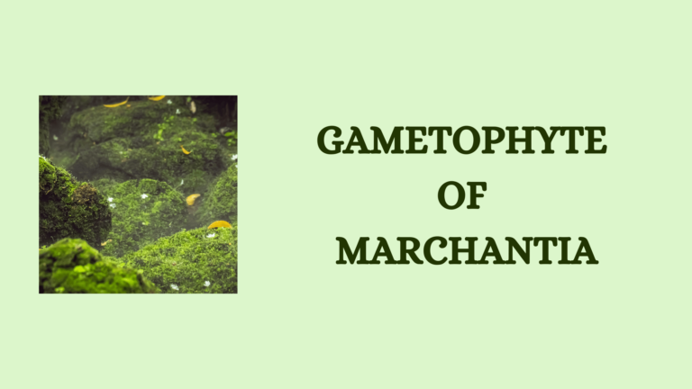 gametophyte of marchantia